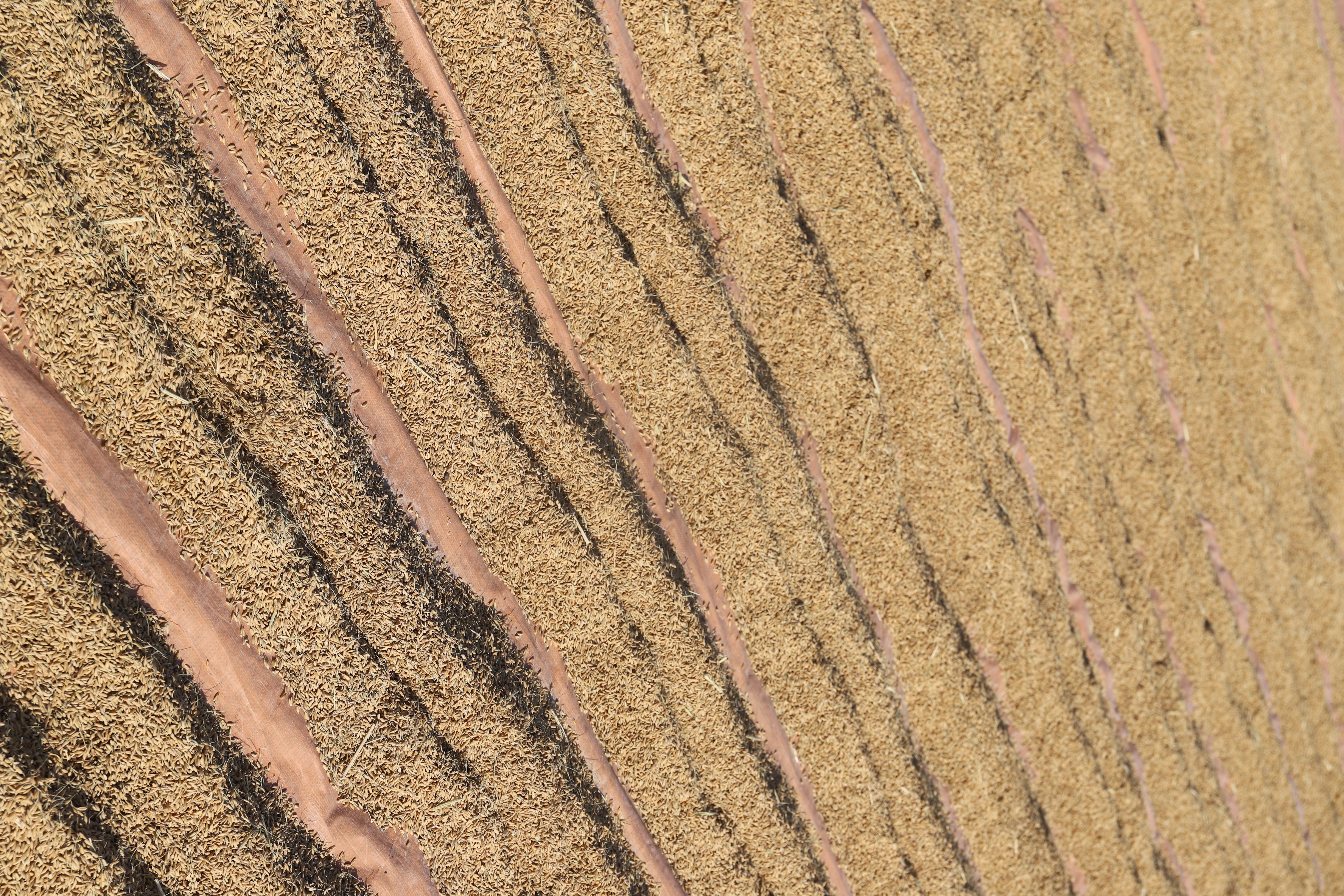 五常大米与长粒香大米的米粒对比图