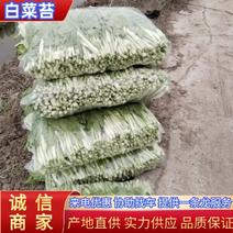 白菜苔湖北江夏区基地白菜苔大量供应产地直发保质保量