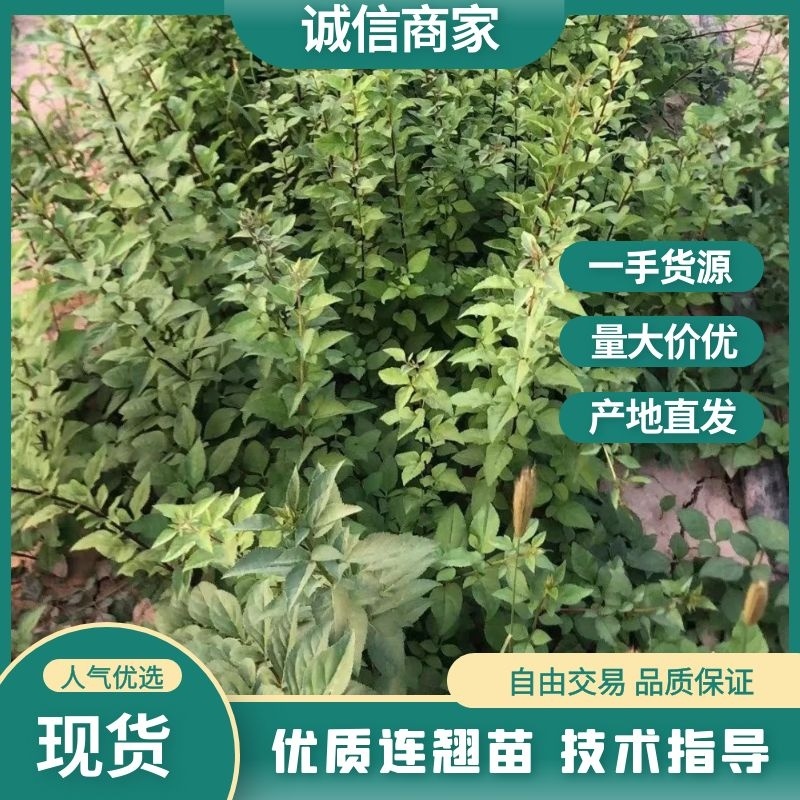 优质连翘苗山地育苗产地直销货源充足量大从优