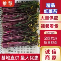 菜苔湖北红菜苔江夏基地直发大量有货欢迎新老客户咨询