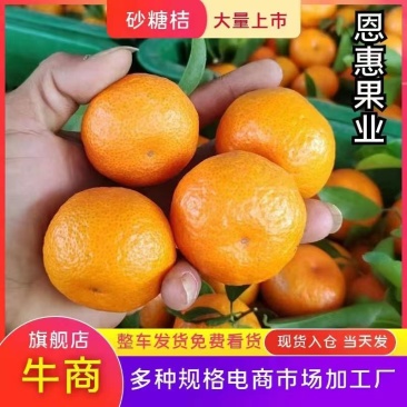 【实力派】沙糖桔，收百家果，大量出果中，欢迎合作共赢