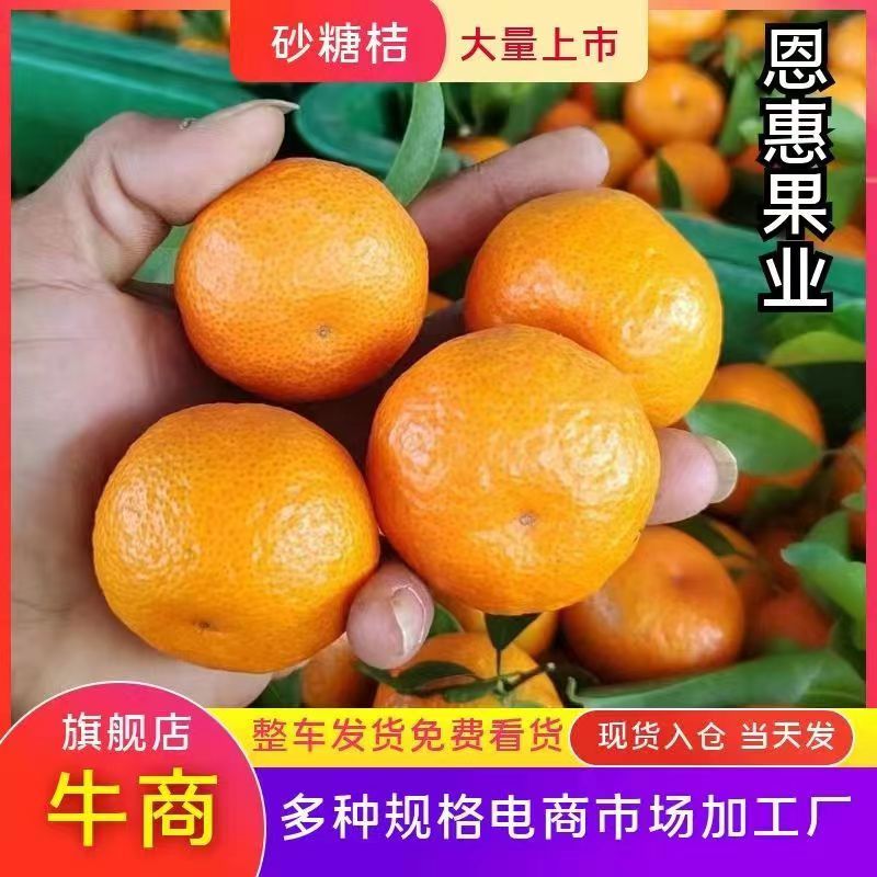 【实力派】沙糖桔，收百家果，大量出果中，欢迎合作共赢