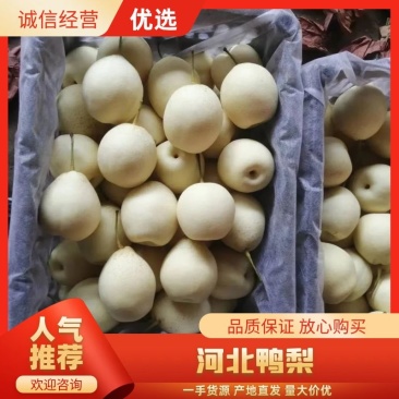 鸭梨，河北梨子，价格优惠，产地一手货源，对接大型批发商