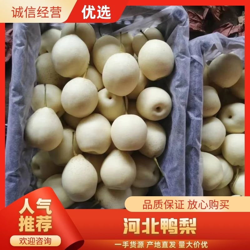 鸭梨，河北梨子，价格优惠，产地一手货源，对接大型批发商