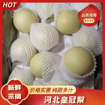 河北皇冠梨现摘现发皮薄多汁口感甘甜来电优惠