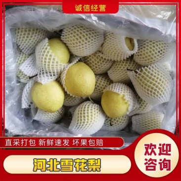 雪梨，河北雪花梨，产地一手货源，对接大型批发商，欢迎来电