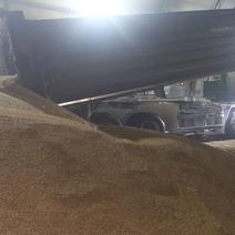 大麦精品大麦工厂直发优质大麦欢迎全国各地老板前来洽谈