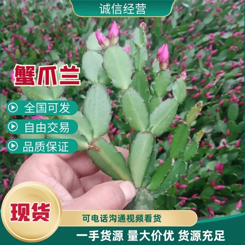 地摊货跑江湖展会蟹爪兰蟹爪莲山东基地直销苗价格优惠批发价
