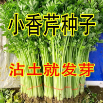 四季小香芹种子籽本地实心芹菜种子耐寒耐热易种阳台庭院蔬菜