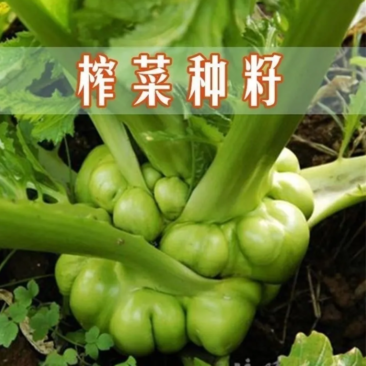 榨菜种子腌渍用脆嫩疙瘩菜青脆菜产量高秋播农家田园蔬菜种子
