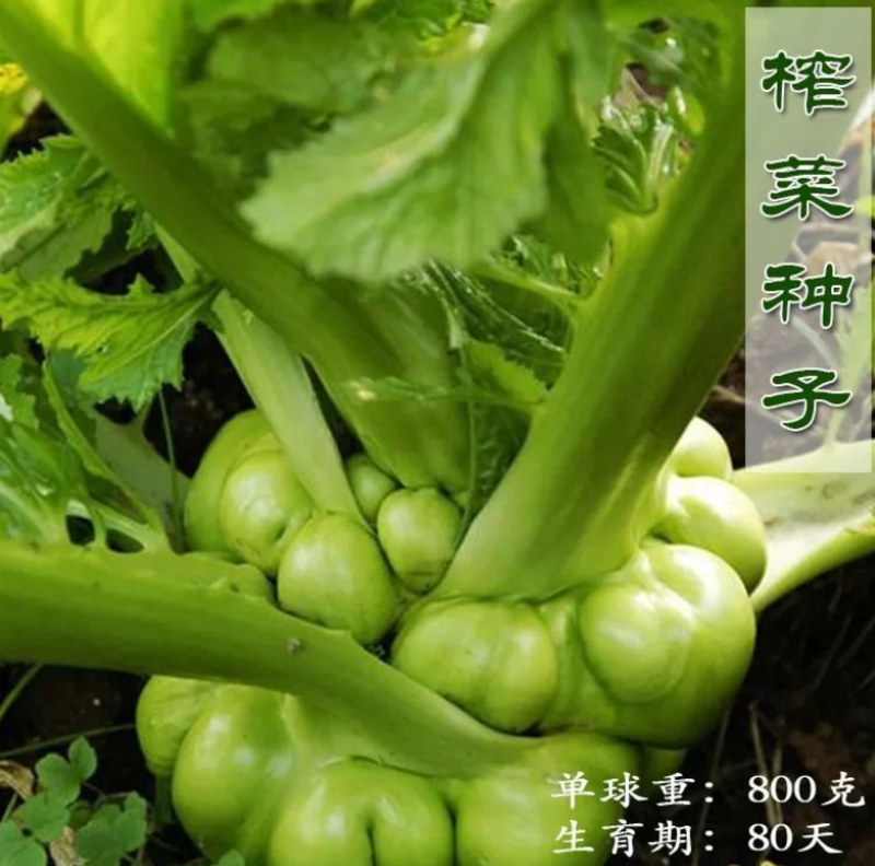 榨菜种子腌渍用脆嫩疙瘩菜青脆菜产量高秋播农家田园蔬菜种子
