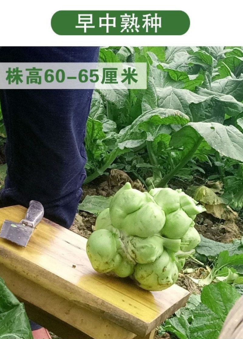 榨菜种子腌渍用脆嫩疙瘩菜青脆菜产量高秋播农家田园蔬菜种子