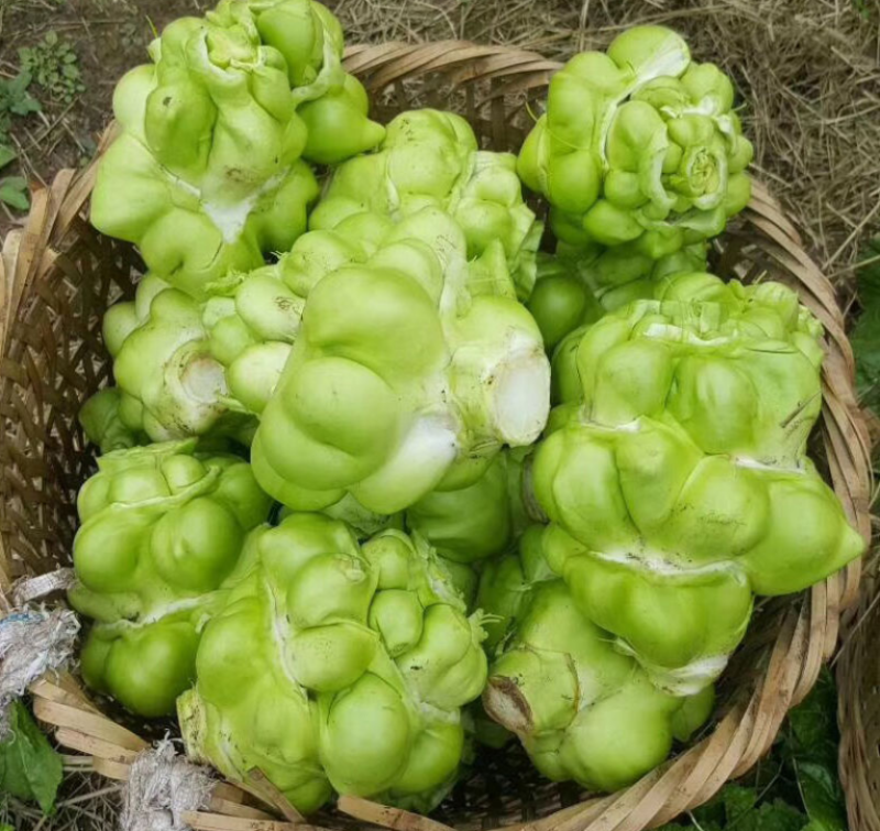 榨菜种子腌渍用脆嫩疙瘩菜青脆菜产量高秋播农家田园蔬菜种子