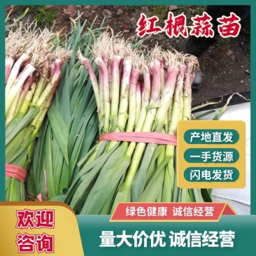 精品蒜苗红根蒜苗40cm至50cm，根红，根粗，粗细均匀