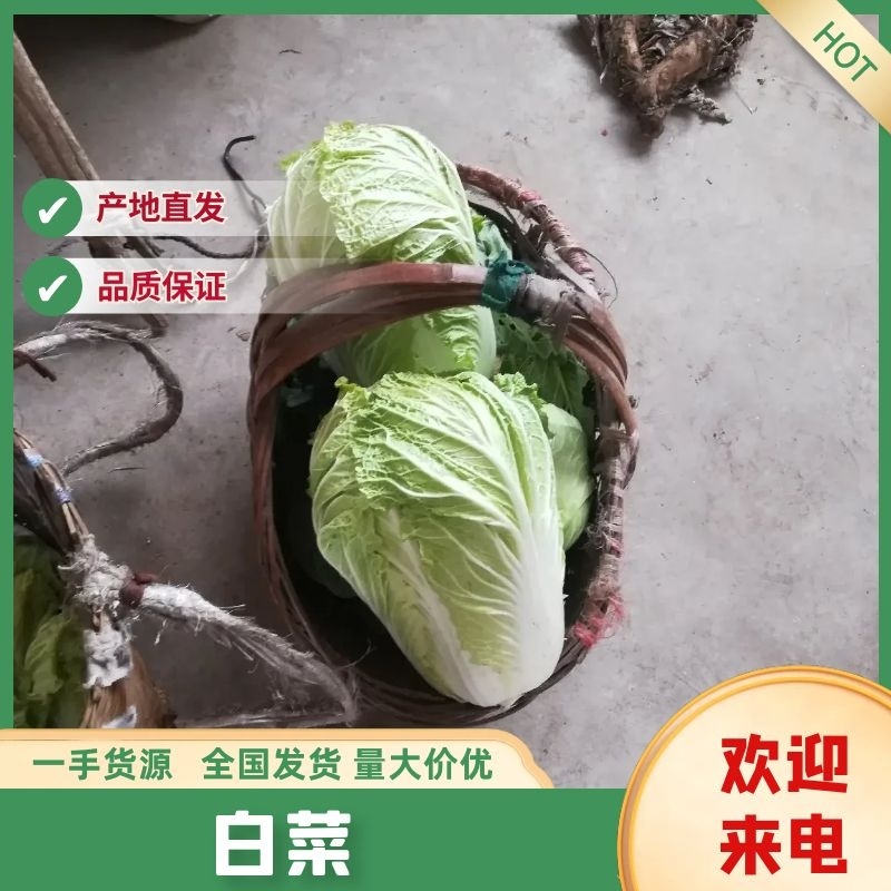 大白菜，义和秋，黄心，（净菜）三至四斤，有货有量欢迎询价