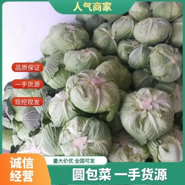 精品甘蓝，包包菜，莲花白，叶绿，个头均匀，，
