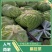甘蓝，扁包菜对接电商市场商超可视频看货一手货源