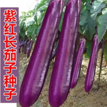 长茄种子产量高紫长茄子种子紫线茄农家田园盆栽蔬菜种子