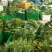 菜苔/白菜苔产地直发品质好供应电商商超