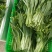 菜苔/白菜苔产地直发品质好供应电商商超