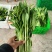 菜苔/白菜苔产地直发品质好供应电商商超