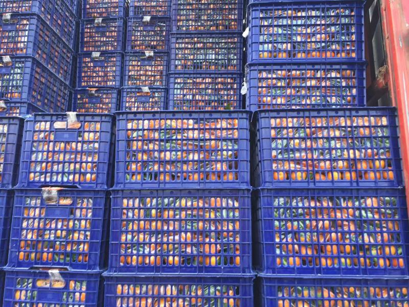 精品砂糖橘大量上市品质保证规格齐全人工挑选欢迎来电采购