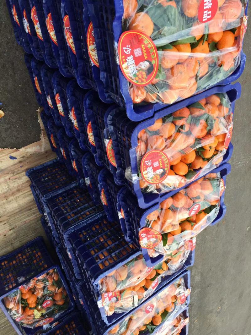 精品砂糖橘大量上市品质保证规格齐全人工挑选欢迎来电采购