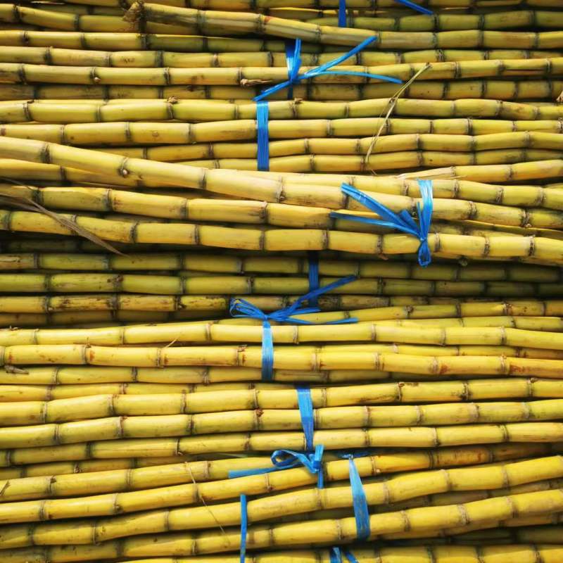 河南精品黄皮甘蔗甜度高品质优对接批发商电商一条龙服务
