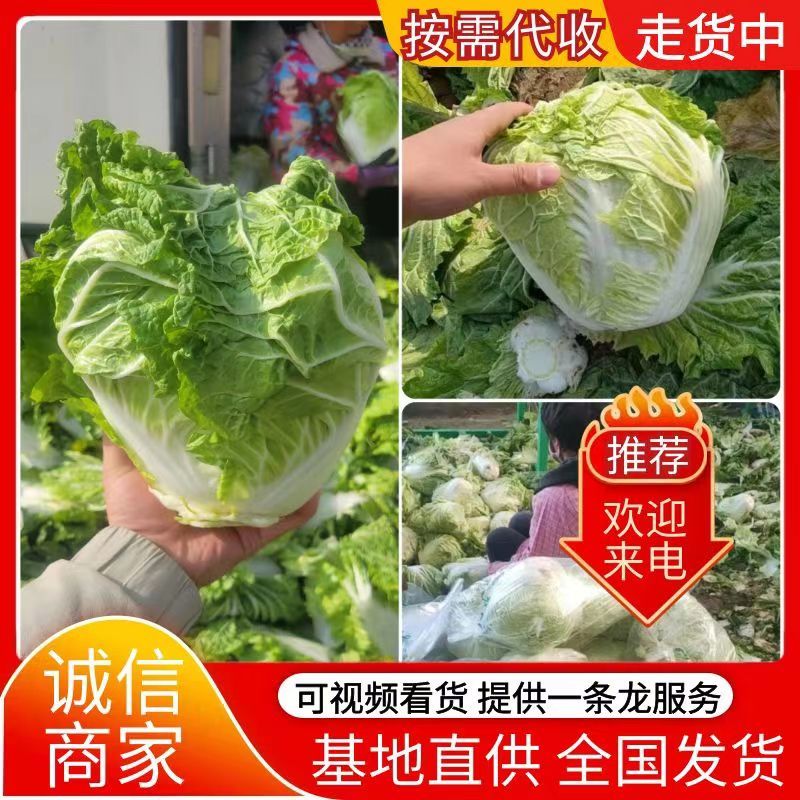 《新乡小包》开封大白菜鸡腿白菜白心大白菜现货供应中