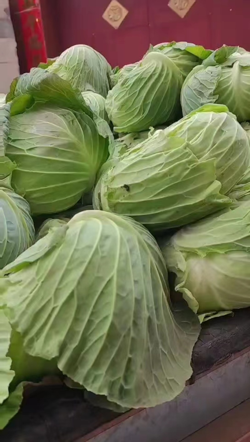 精品圆包菜甘蓝现摘现卖产地直发，量大从优