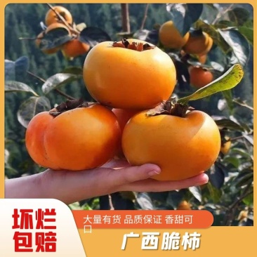 【一件代发】广西桂林恭城脆柿产地直发，量大可以议价