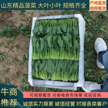 【推荐】优选菠菜小叶菠菜万亩示范基地做工精细