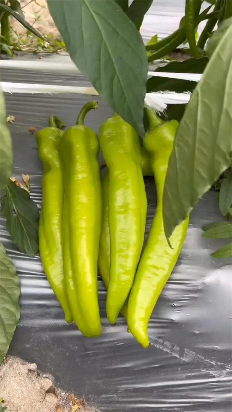 福建诏安黄皮辣椒，产地一手货源，量大从优，都是新鲜货源