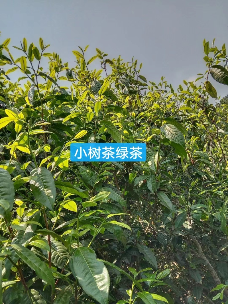 【绿茶】云南临沧小树绿茶古树绿茶大量供应产地直发