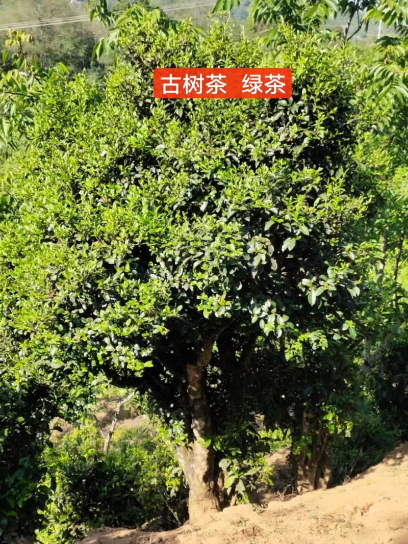 【绿茶】云南临沧小树绿茶古树绿茶大量供应产地直发