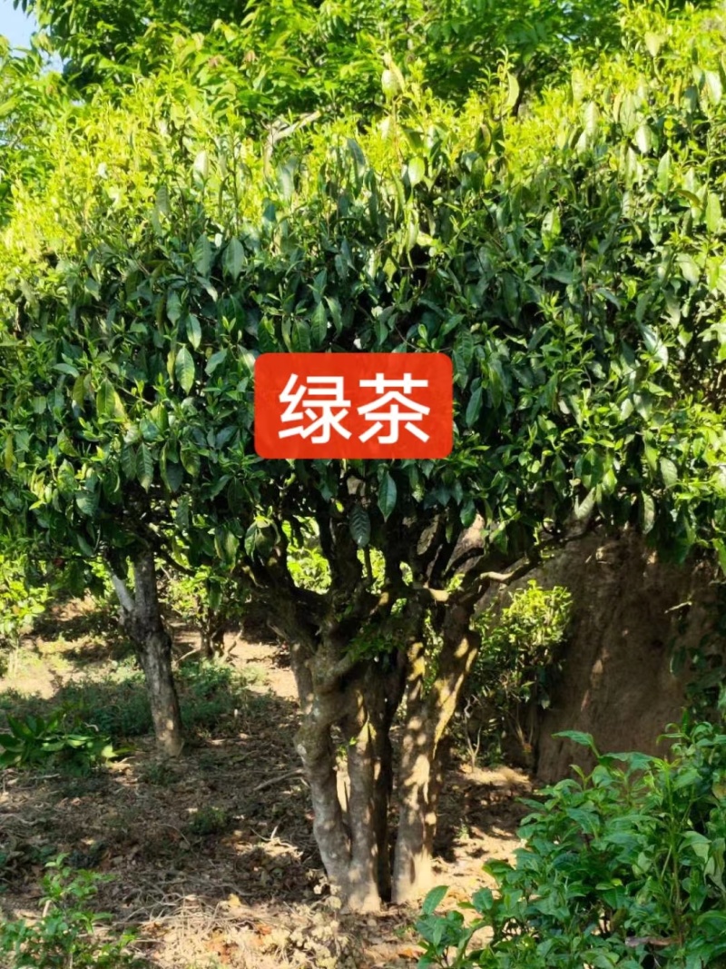 【绿茶】云南临沧小树绿茶古树绿茶大量供应产地直发