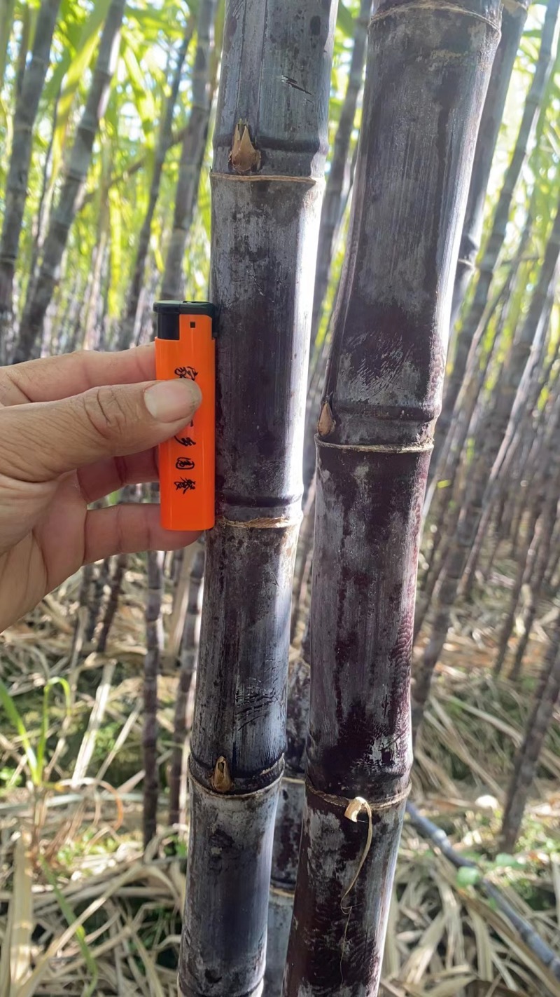 【精品】甘蔗广东翁源黑皮甘蔗产地一手货源直发量大价优