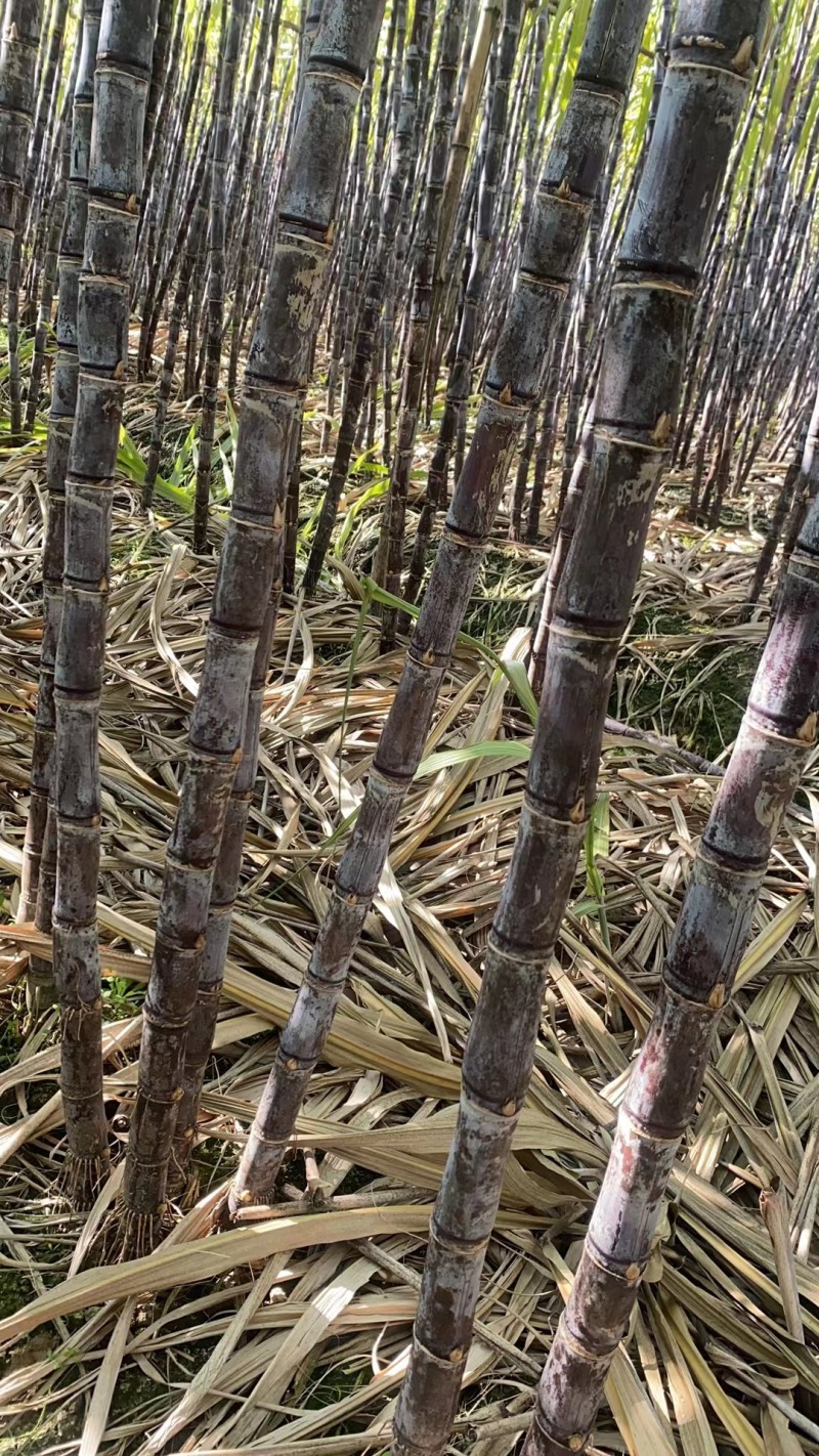 【正宗】黑皮甘蔗广东翁源产地直发一手货源欢迎老板采购