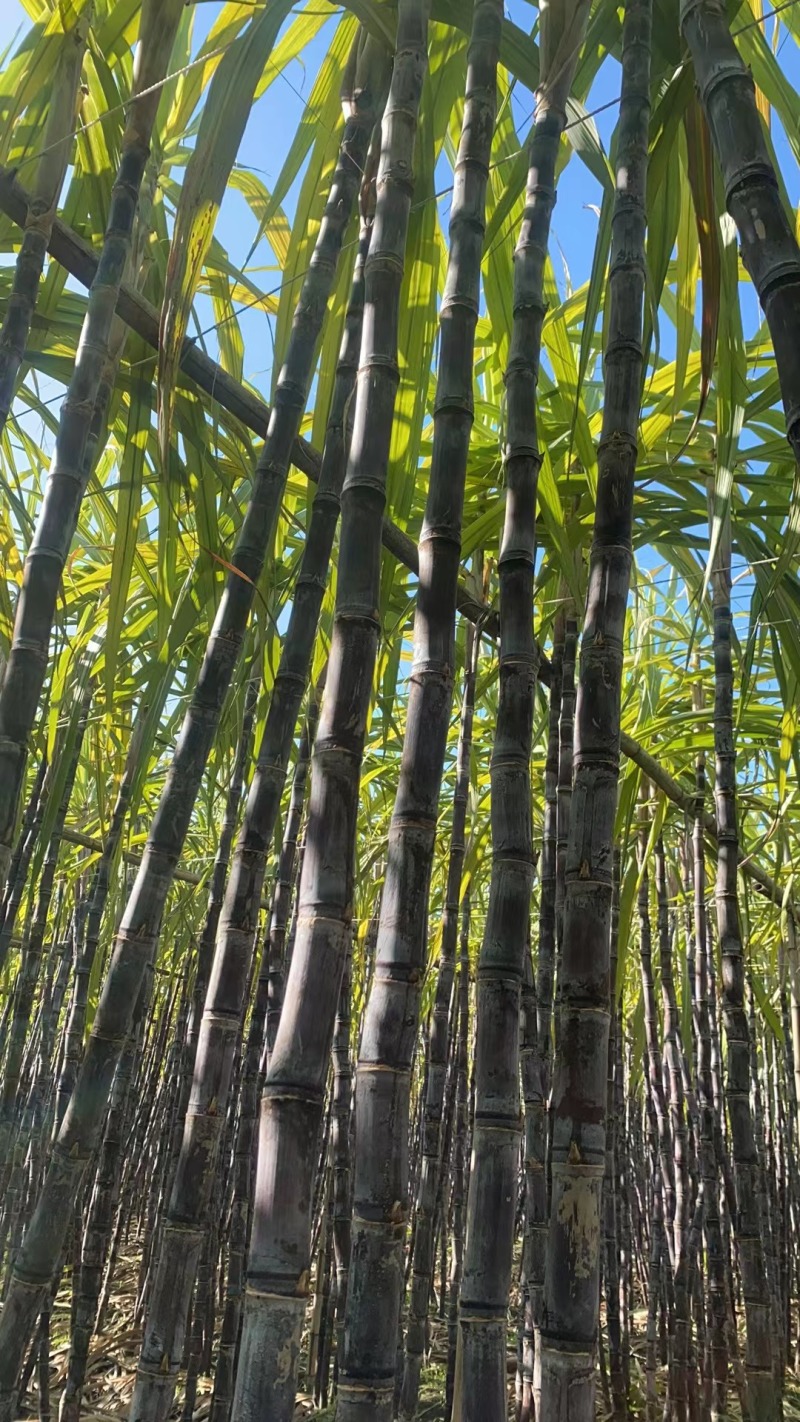 广东翁源黑皮甘蔗大量上市中产地一手货源直发欢迎咨询