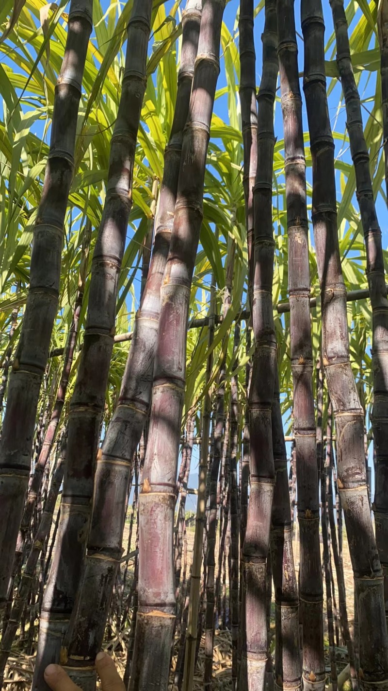 广东翁源黑皮甘蔗大量上市中产地一手货源直发欢迎咨询