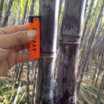 广东翁源黑皮甘蔗大量上市中产地一手货源直发欢迎咨询