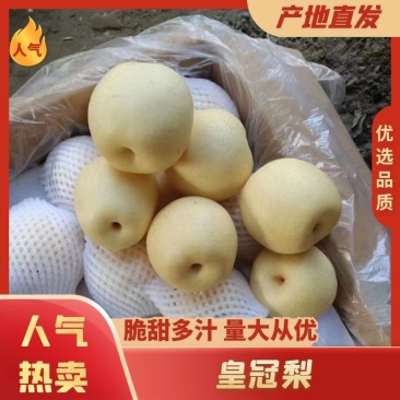 【皇冠梨】河北梨赵县皇冠梨产地直发量大从优欢迎电联采购