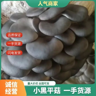 河北精品秀珍小黑平菇产地一手货源质量保证欢迎来电