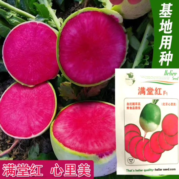 心里美萝卜种子满堂红萝卜肉质脆绿皮红芯高产基地种植