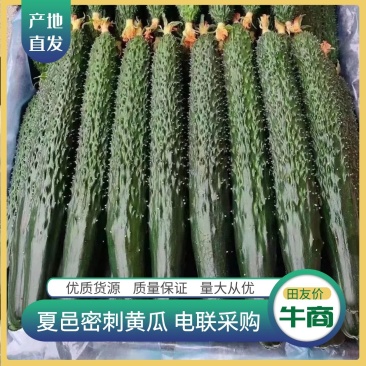 河南夏邑县密刺黑亮青瓤黄瓜，欢迎新老客户联系。
