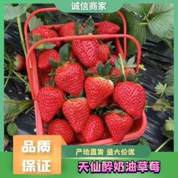 草莓天仙醉,各种包装都有,欢迎全国各地的朋友前来选购