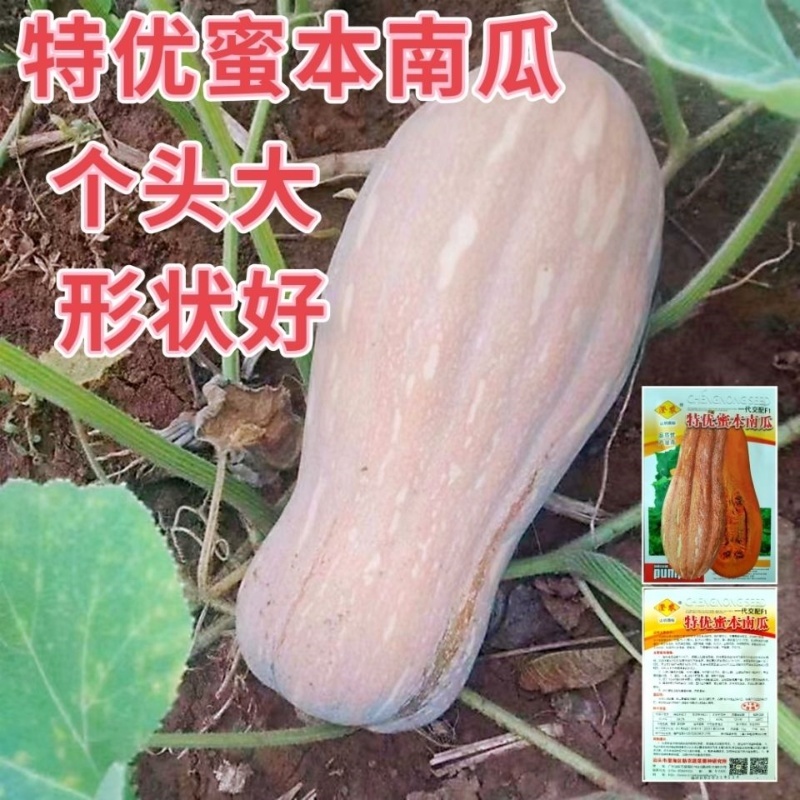【热销】大金钩南瓜种子黄狼南瓜种子密本南瓜种子