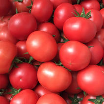 水果番茄一一酸甜果系列优质口感西红柿，果色粉亮，自然成熟
