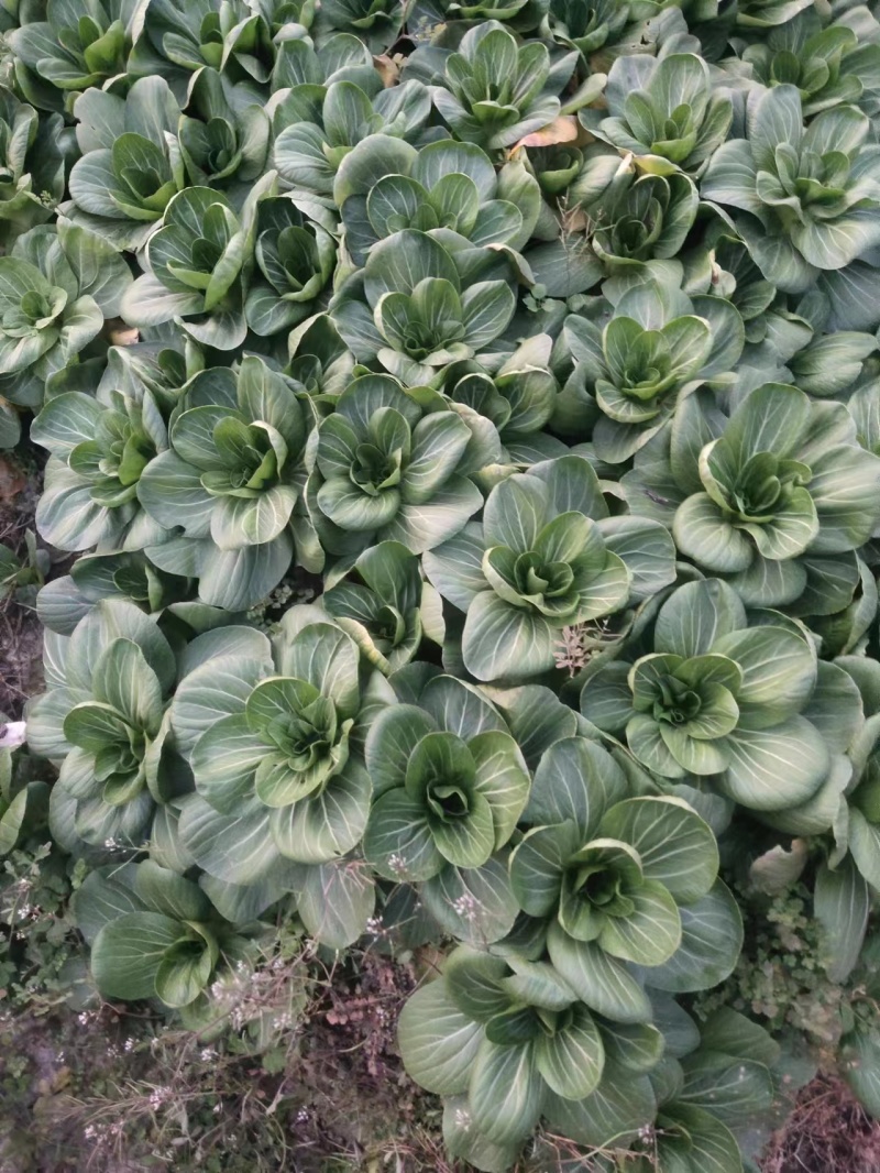 上海青精品油菜产地油菜四川青菜货源充足稳定