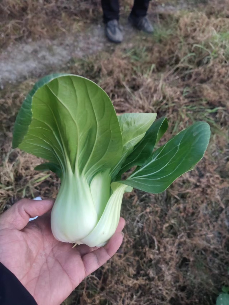 上海青精品油菜产地油菜四川青菜货源充足稳定